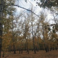 Золотой вечер. :: Андрей Хлопонин