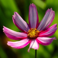 Доброе утро :: Юрий. Шмаков