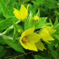 Вербейник :: Людмила Смородинская