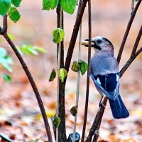 Сойка и печенье... :: Николай Саржанов