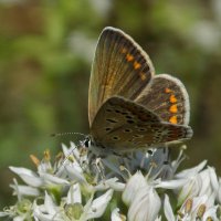 На осеннем луке... :: Константин Штарк