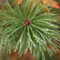 В осеннем тумане :: Ольга В осеннем тумане :: Ольга