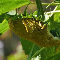 Москва. Сентябрь в Ботаническом... :: Наташа ***** Москва. Сентябрь в Ботаническом... :: Наташа *****