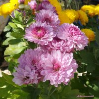 Время хризантем... :: Андрей Заломленков