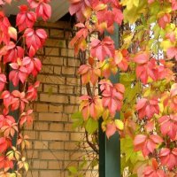 Интерьер осени :: Елена Семигина