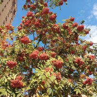 Рябина :: Елена Семигина