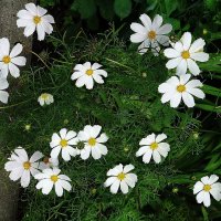 Космея :: Рита Симонова Космея :: Рита Симонова