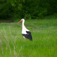 Аист в поле :: Дмитрий Курский 
