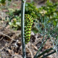 Гусеница :: Дмитрий Курский 