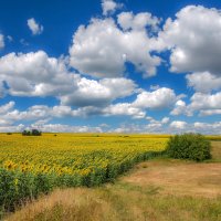 Какая бы погода ни была снаружи, главное, чтобы внутри было лето... :: Наталья Димова