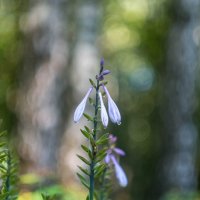 ___ :: Yuriy V ___ :: Yuriy V