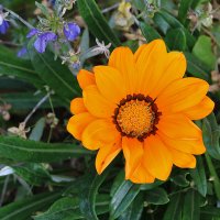 Гацания :: Светлана 