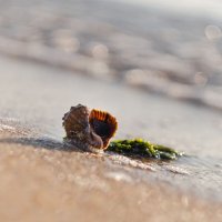 Осенний исход черноморской рапаны. :: Анатолий Щербак