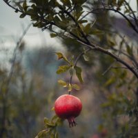 Осенние дары. :: Анатолий Щербак