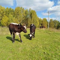 Выгул :: Ольга Конькова