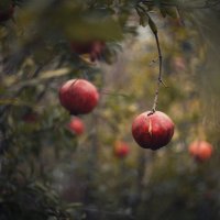 Осенние дары. :: Анатолий Щербак