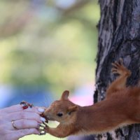 Доверие. :: Александр Кондаков Доверие. :: Александр Кондаков
