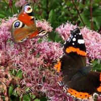 И мееста всем хватет! :: rimgis 