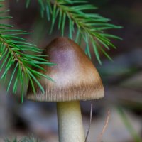 Amanita vaginata :: Евгений Тарасов 