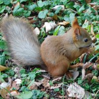 Белочка в парке :: Наиля Белочка в парке :: Наиля