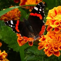 Ещё летают бабочки. :: Милешкин Владимир Алексеевич 