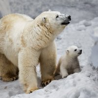 Белый :: SanSan 