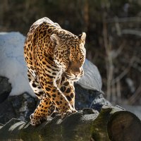 Ягуар :: SanSan 