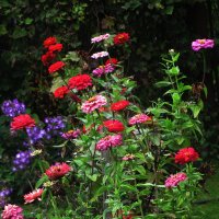 В саду :: Людмила Смородинская В саду :: Людмила Смородинская