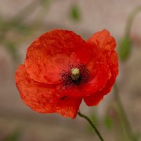 Мак :: Игорь Сикорский