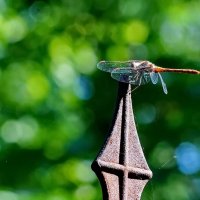 *** :: Николай Саржанов