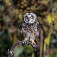 сова болотная. :: юрий макаров сова болотная. :: юрий макаров