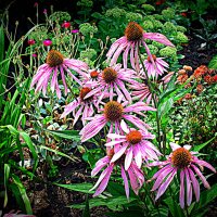 Цветы. :: Владимир Драгунский Цветы. :: Владимир Драгунский