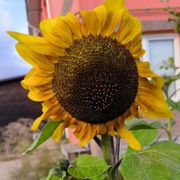 Запоздалый! :: Ольга Запоздалый! :: Ольга