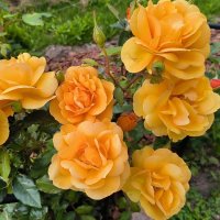 Розы сентября. :: Ольга Розы сентября. :: Ольга