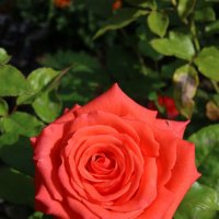 Городские цветы :: Ольга Городские цветы :: Ольга