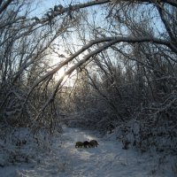 По следам зайцев :: Anna Ivanova