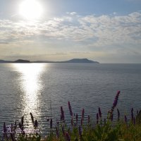 Природа Крыма :: Amazing Cosmea