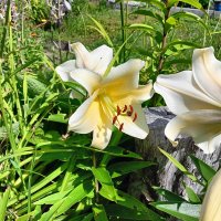 ---------- :: Владимир 