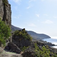 Природа Крыма :: Amazing Cosmea