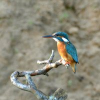 Зимородок :: Владислав Иопек