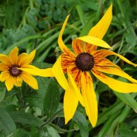 Рудбекия :: Рита Симонова