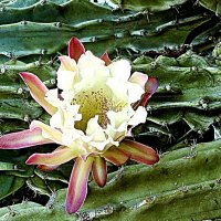 Цветок :: Аркадий Басович