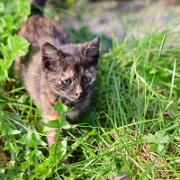 *** :: Владислав Левашов