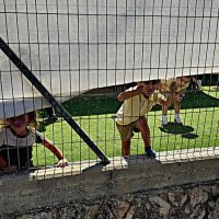 Дети :: Аркадий Басович