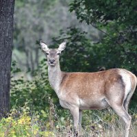 Красавица олениха. :: Евгений Кузнецов