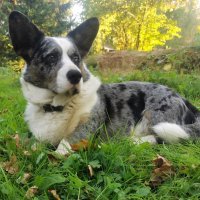 Чак на даче. :: Ольга Довженко