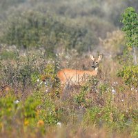 Последние краски лета. :: Евгений Кузнецов