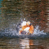 Мандаринка :: Михаил Измайлов