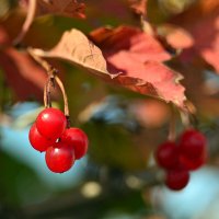 Калина :: Геннадий Супрун