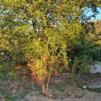 Закатные лучи :: Наталья 